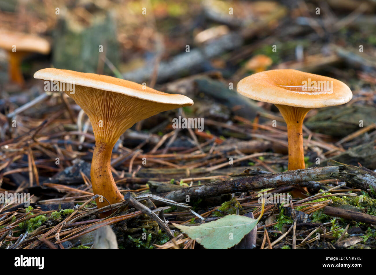 Fausse chanterelle (Hygrophoropsis aurantiaca) champignons poussant entre les aiguilles de pin tombées en haute Brede Woods. Banque D'Images