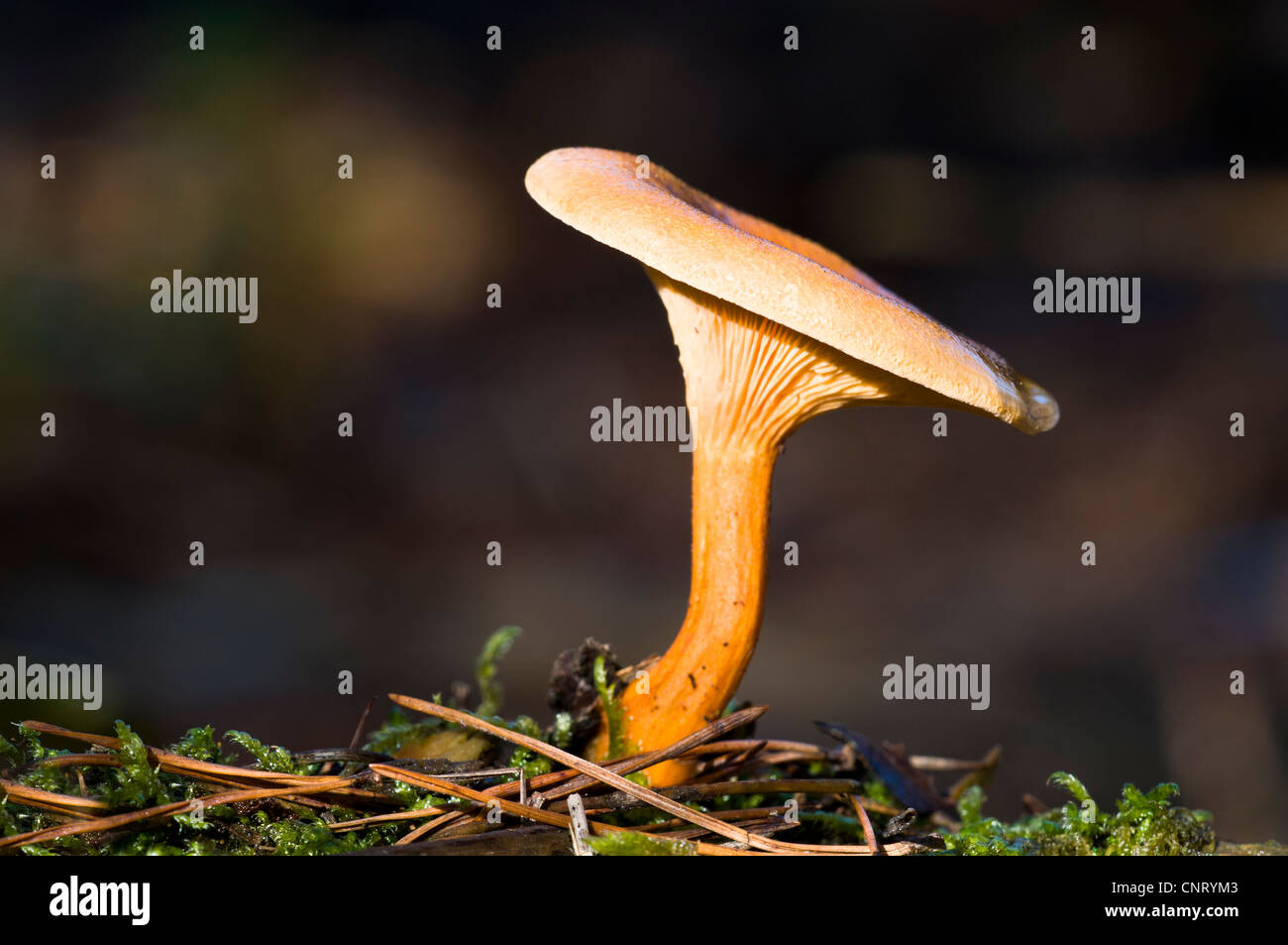 Fausse chanterelle (Hygrophoropsis aurantiaca) champignon poussant entre les aiguilles de pin tombées en haute Brede Woods. Banque D'Images