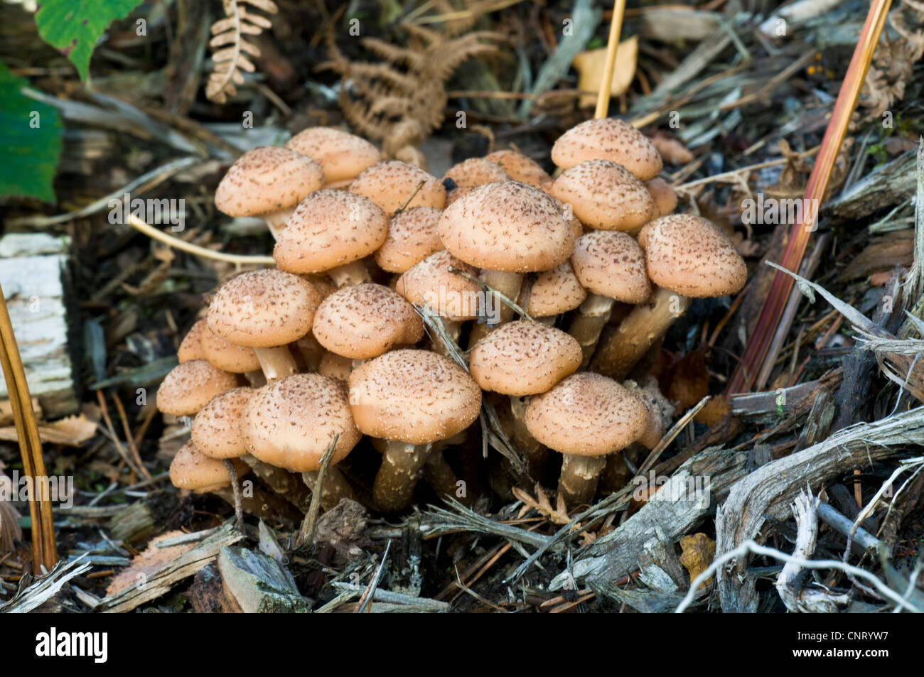 Une troupe de champignon Armillaria ostoyae (miel) de plus en plus élevé, B-3461 bois de West Sussex. Novembre. Banque D'Images