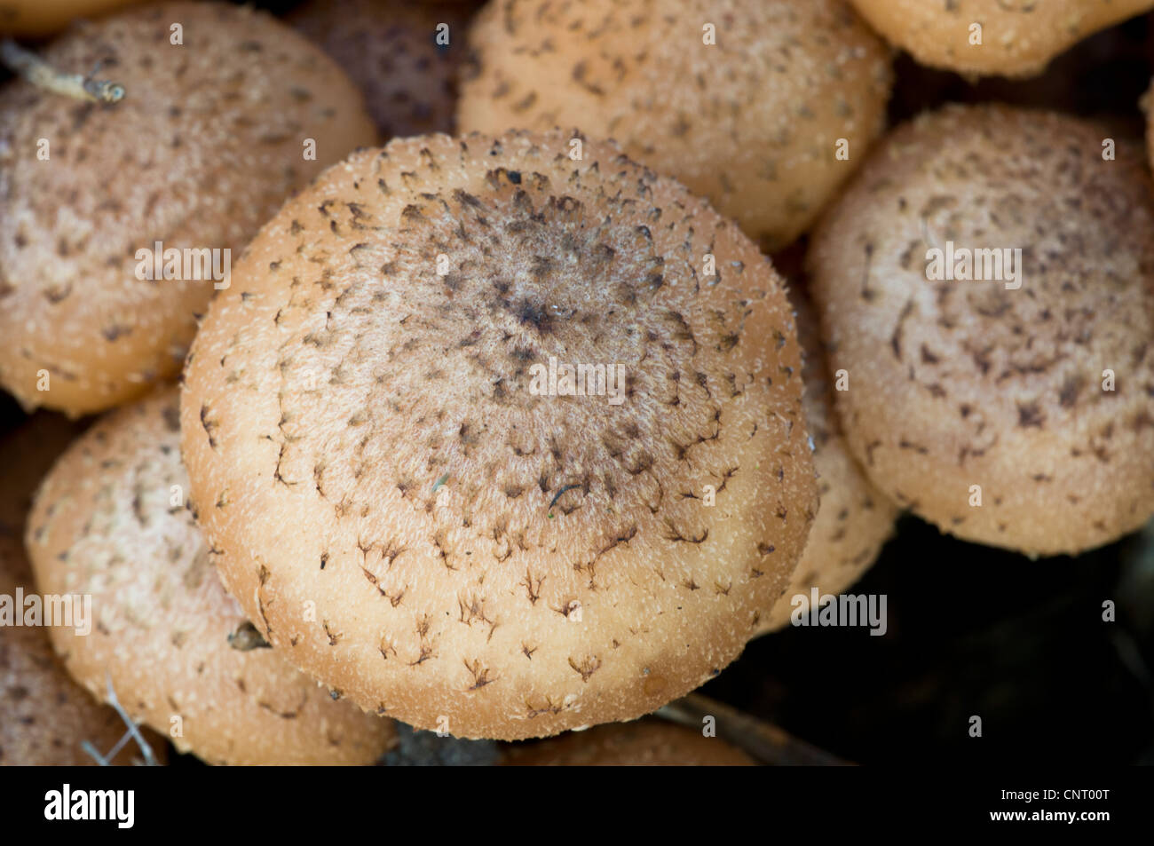 Close up sur le capuchon du miel (champignon Armillaria ostoyae) de plus en plus élevé, B-3461 bois de West Sussex. Novembre. Banque D'Images