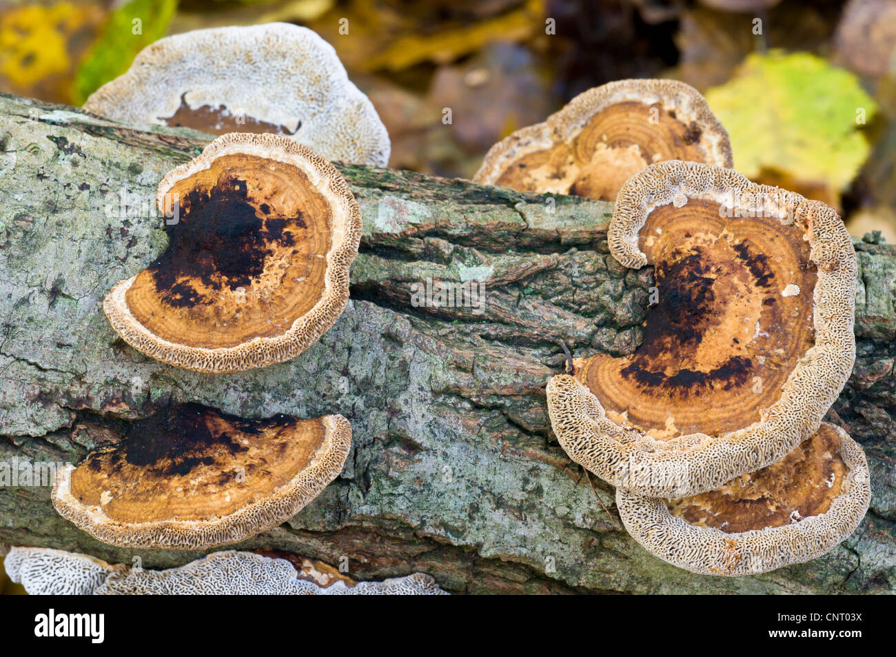 Daedaleopsis confragosa support (rougissant) champignons poussant sur le bois mort en forêt, Haute Brede West Sussex. Banque D'Images