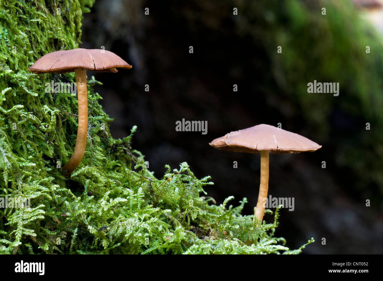 La souche commune (brittlestem Psathyrella piluliformis) champignons poussant sur une souche d'arbre couverts de mousse en haut Brede Woods Banque D'Images