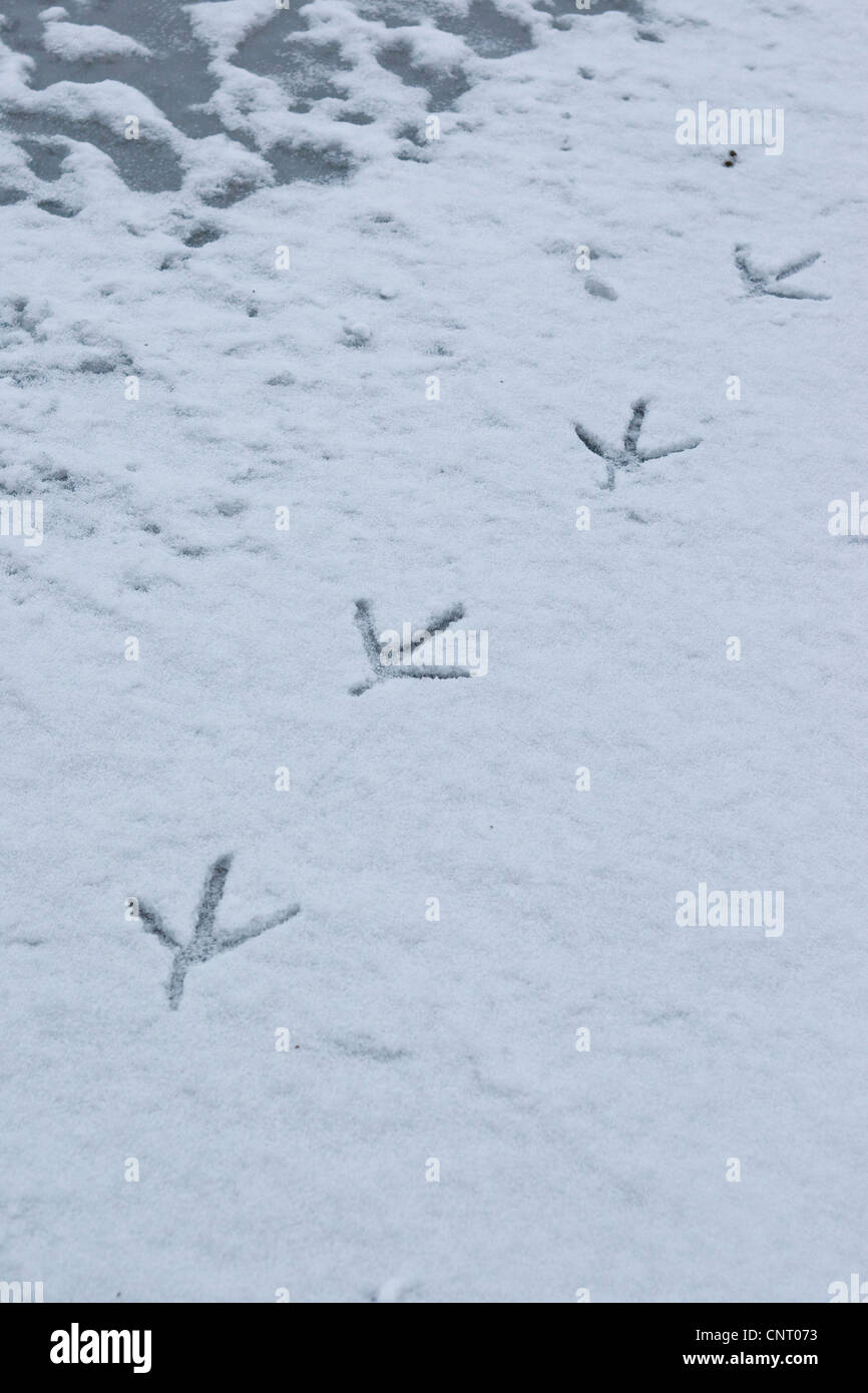 Héron cendré (Ardea cinerea), les pistes dans la neige au bord d'un ruisseau gelé, Allemagne Banque D'Images