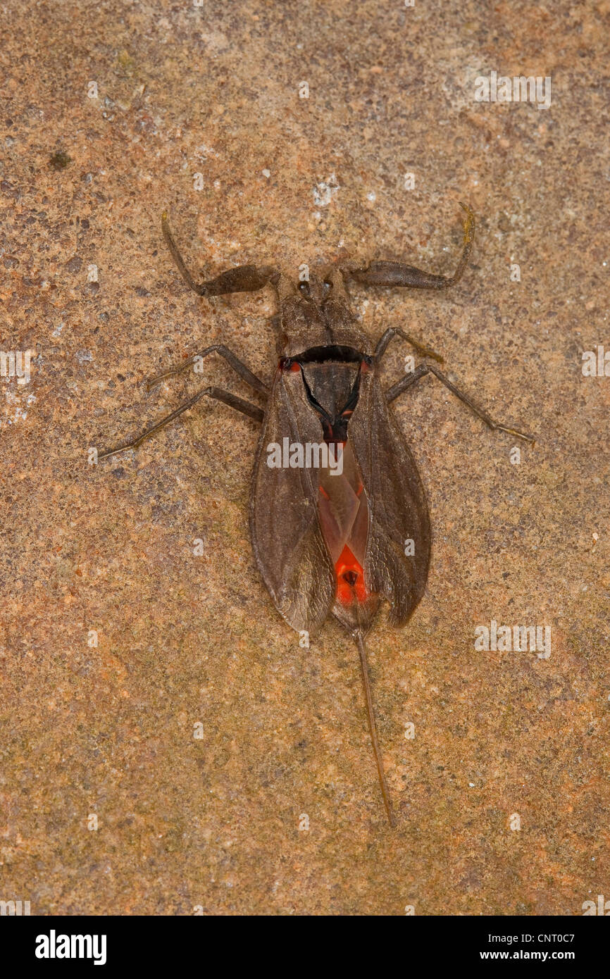 Scorpion d'eau (Nepa cinerea, la NEPA rubra), ouvre ses élytres sur terre, Allemagne Banque D'Images