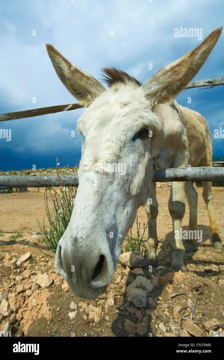 L'âne domestique (Equus asinus asinus. f), l'Âne dans une clôture, Espagne, Andalousie, Cabo de Gata Nijar, Almeria parc naturel Banque D'Images