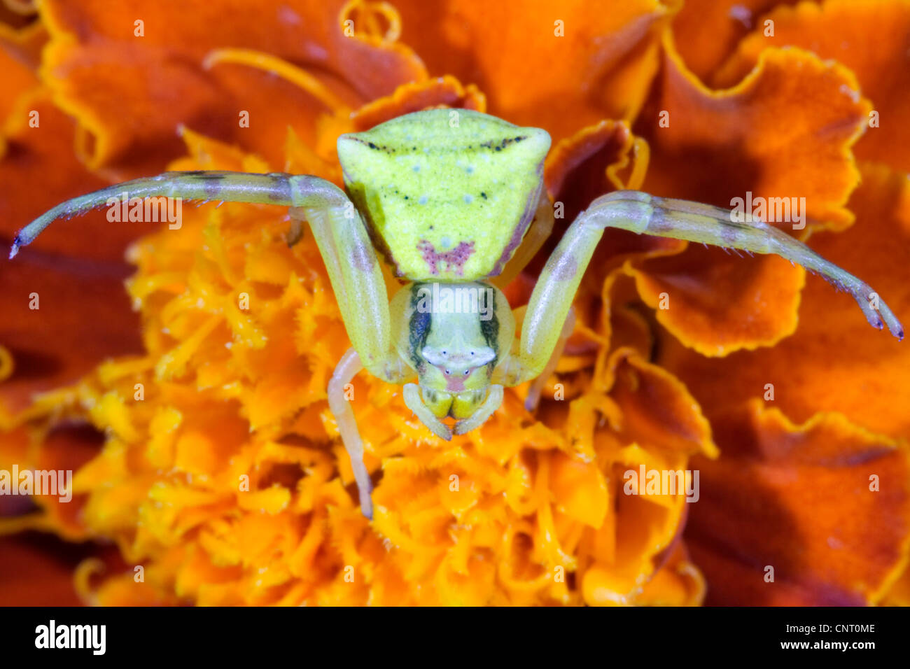 Les araignées crabes (Thomisidae), sur Tagetes, Espagne Banque D'Images