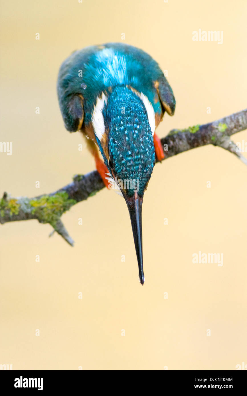 River Kingfisher (Alcedo atthis), homme à la baisse, l'Espagne, le parc naturel de la rivière Turia Banque D'Images