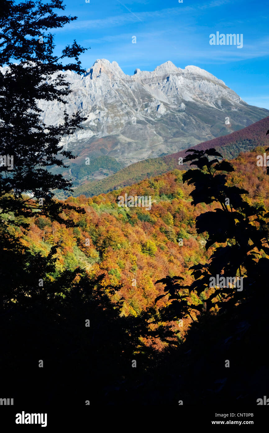 Le hêtre commun (Fagus sylvatica), des pics d''Europe et forêt de hêtres à l'automne, l'Espagne, Leon, Castilla y Leon Banque D'Images