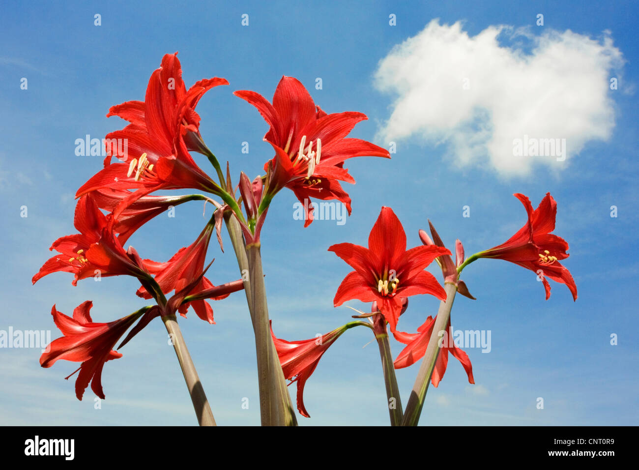 Amaryllis (Hippeastrum spec.), fleurs sur fond de ciel bleu, Espagne Banque D'Images