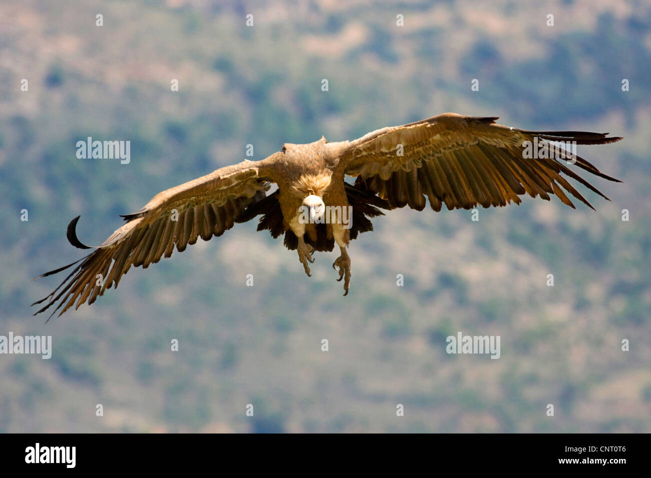 Vautour fauve (Gyps fulvus), en vol, vue de face avec les ailes ouvertes, l'Espagne, Castellon, Sierra Espadan parc naturel Banque D'Images