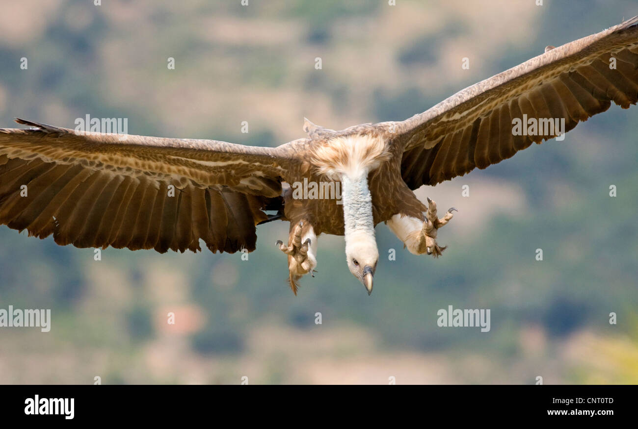 Vautour fauve (Gyps fulvus), en vol, vue de face avec les ailes ouvertes, l'Espagne, Castellon, Sierra Espadan parc naturel Banque D'Images