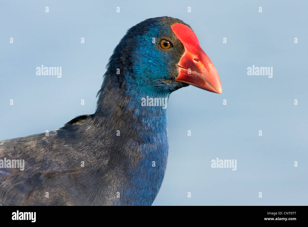 Talève sultane (Porphyrio porphyrio), juvénile portrait, Espagne Banque D'Images