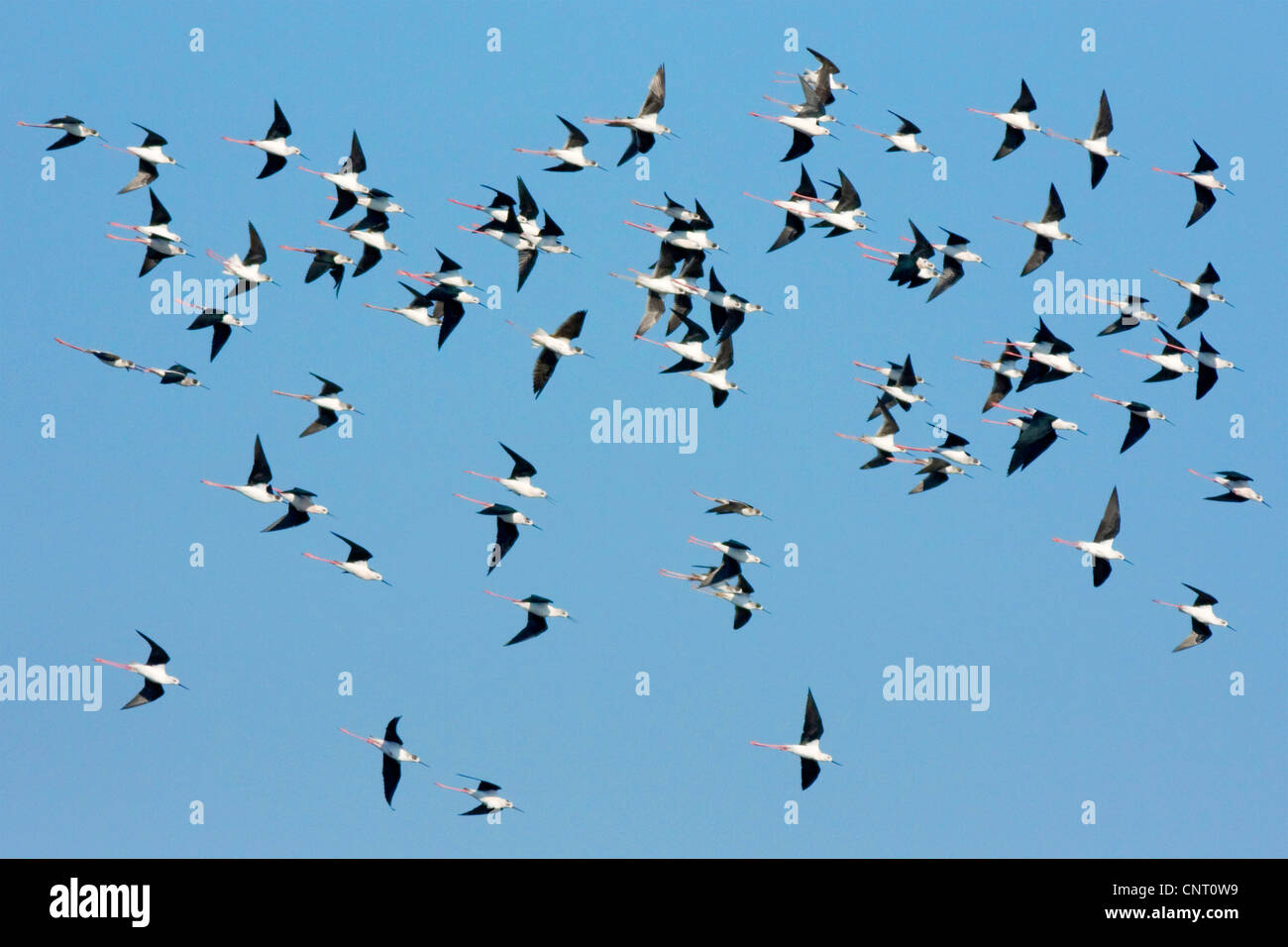Black-winged Stilt (Himantopus himantopus), groupe flying, Espagne Banque D'Images