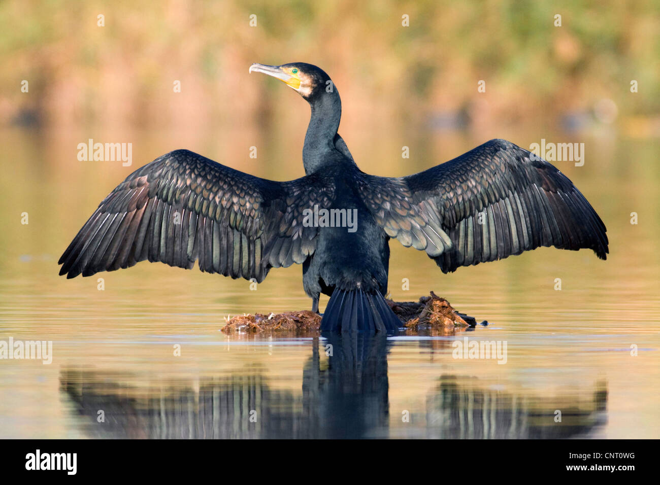 Grand Cormoran (Phalacrocorax carbo), avec les ailes ouvertes au lagoon, Espagne Banque D'Images