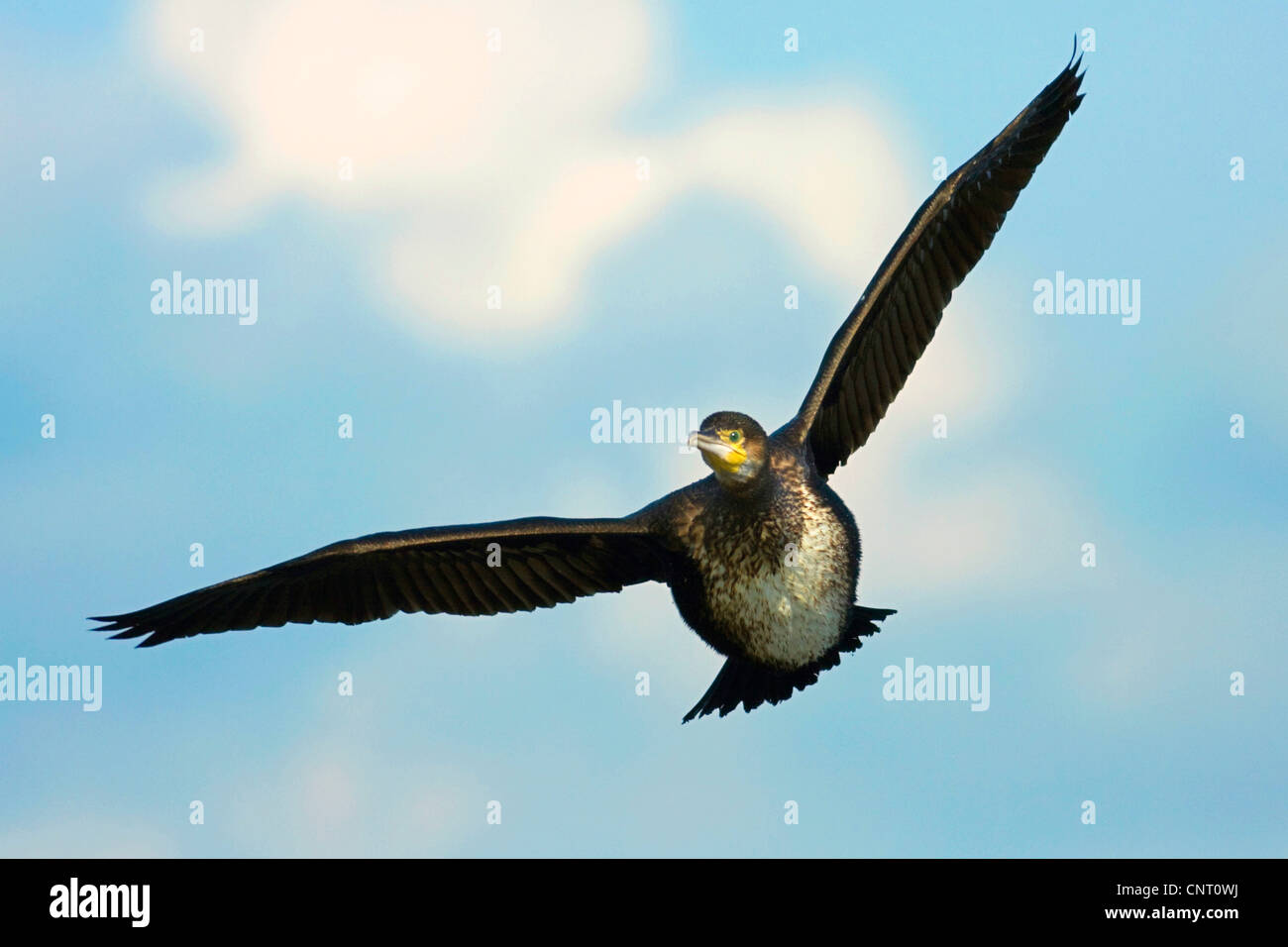 Grand Cormoran (Phalacrocorax carbo), en vol, vue de face, l'Espagne Banque D'Images