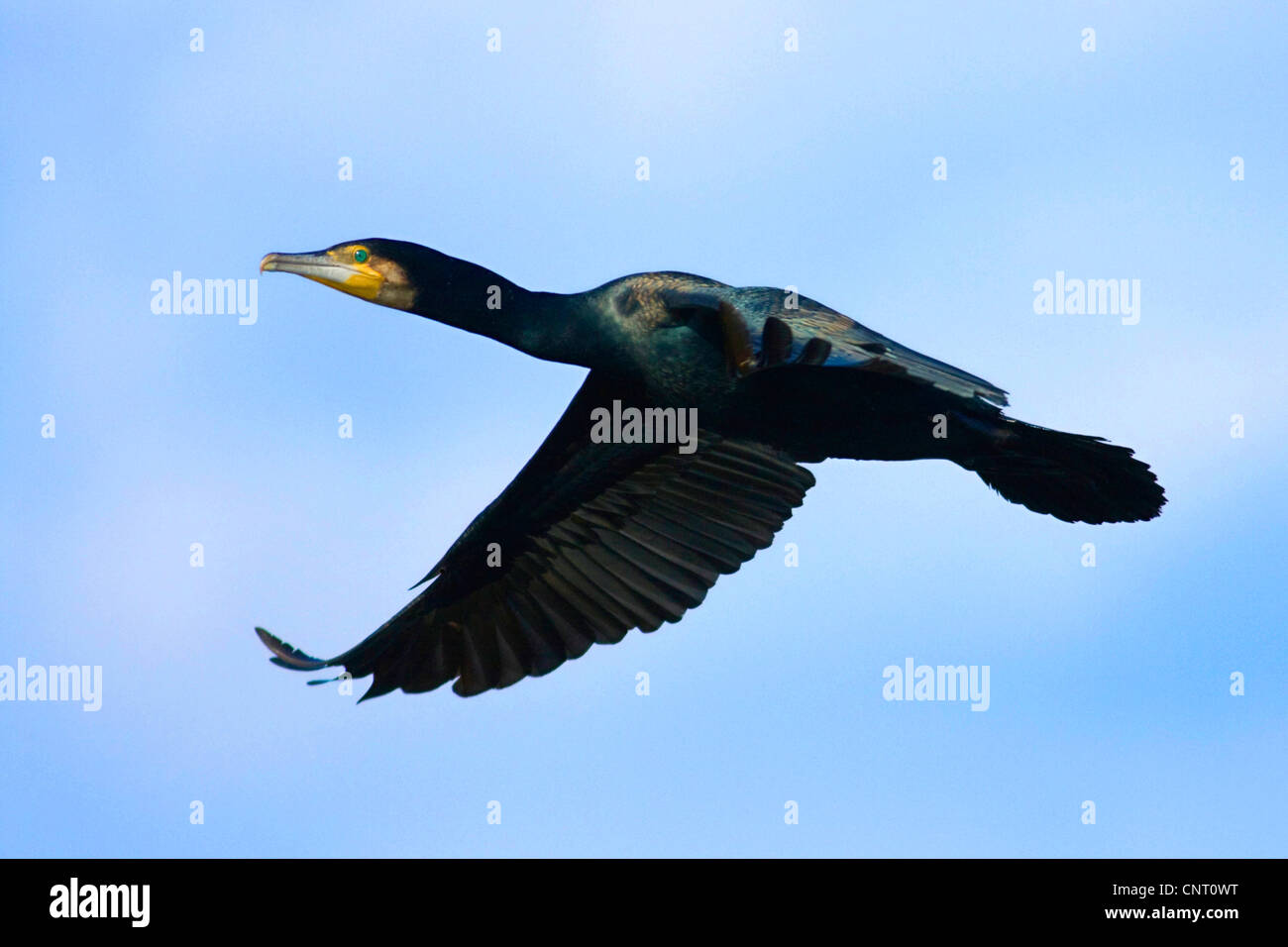 Grand Cormoran (Phalacrocorax carbo), voler avec les ailes ouvertes, Espagne Banque D'Images