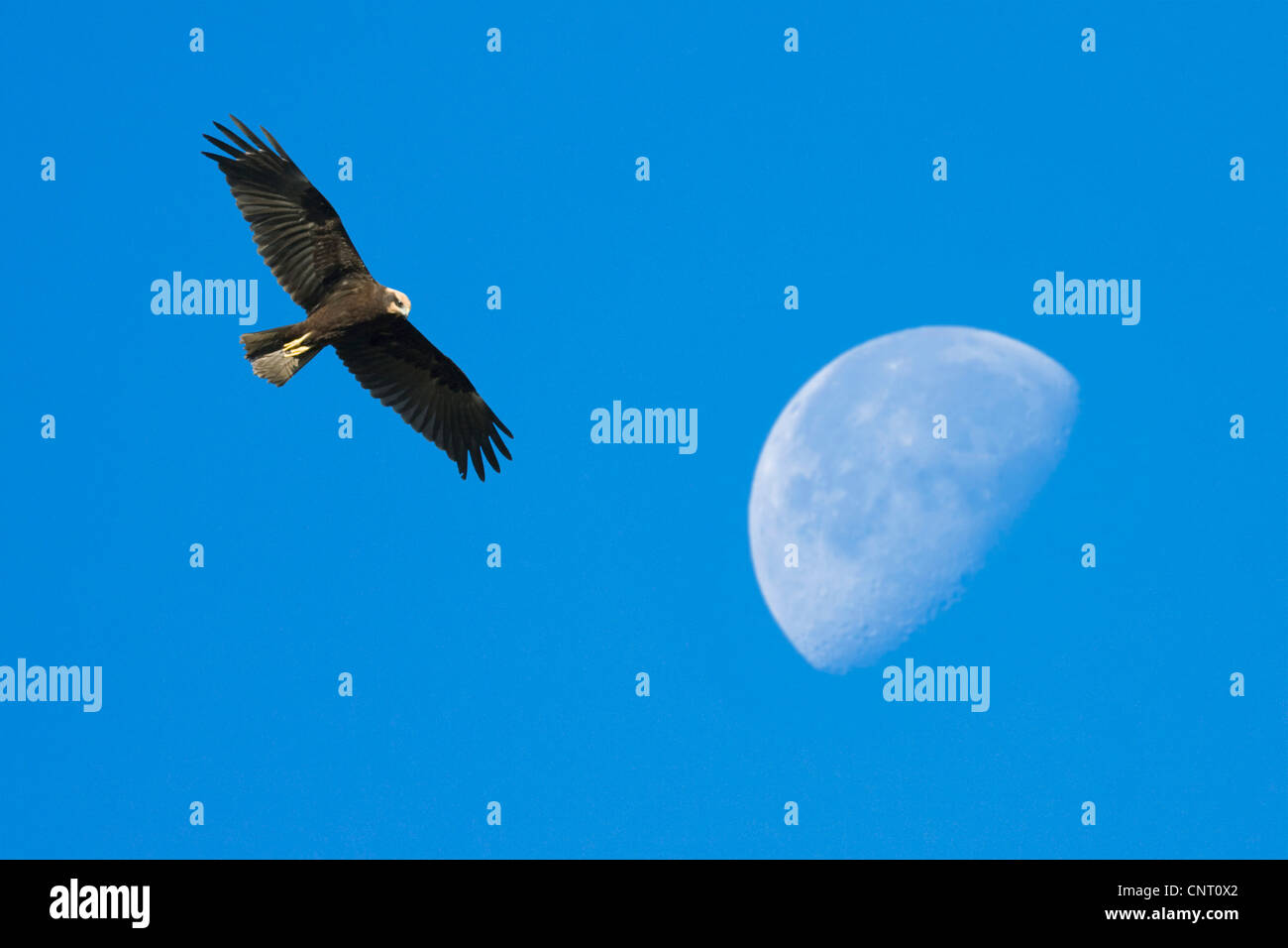 Western busard des roseaux (Circus aeruginosus), vol avec la lune, Espagne, Andalousie Banque D'Images