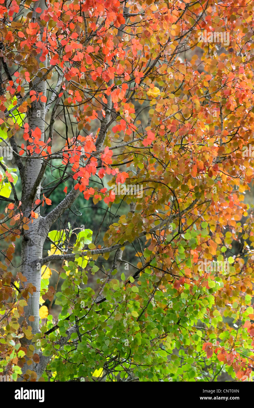 Le tremble, le peuplier (Populus spec.), feuilles colorées à l'automne, l'Espagne, Aragon, Sierra Albarracin, Teruel Banque D'Images