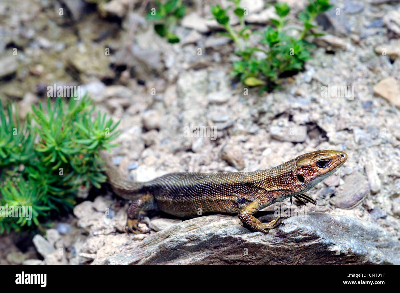 Lézard vivipare, lézard commun européen (Lacerta vivipara, Zootoca vivipara), Femme, Espagne, Near Asturias, parc national Picos de Europa Banque D'Images