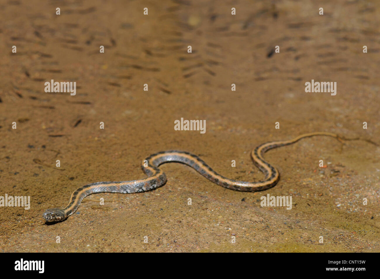 Viperine snake viperine grass Snake (Natrix maura), dans l'eau entre les poissons, Portugal, Algarve, Carrapateira Banque D'Images