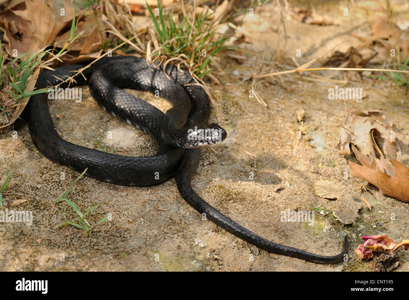 Snake (Natrix tessellata dés), black dice snake, le mélanisme, Grèce, Creta, Kournas, voir Banque D'Images