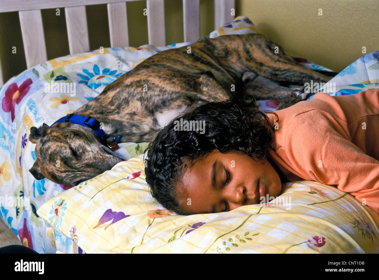 6-8 ans fille enfant endormi lit avec Greyhound bringé adopté. chien avec collier close up MR haut avant côté vue ci-dessus © Myrleen Pearson ...Ferguson Cate Banque D'Images