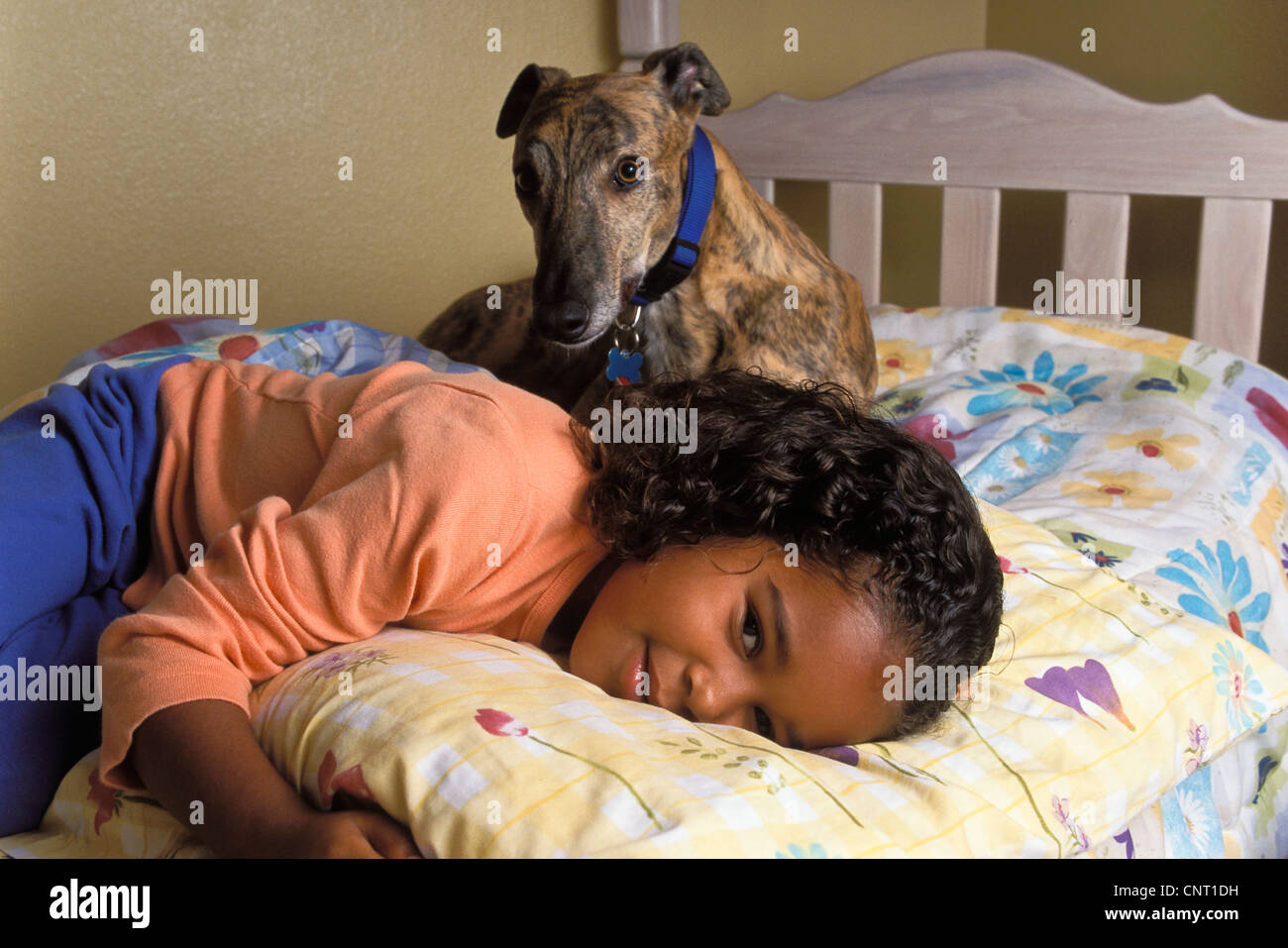 Multi Ethnic 6-7 ans, fille, enfant de dormir dans le lit avec Greyhound bringé adopté chien avec collier . fermer jusqu'au-dessus de l'avant M. © Myrleen...Pearson Ferguson Cate Banque D'Images