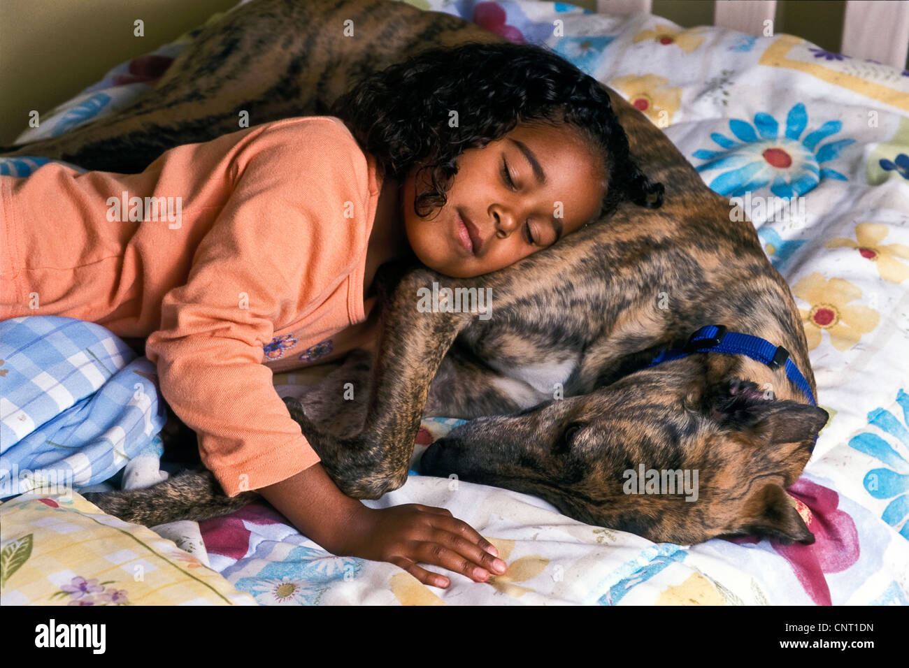 Multi Ethnic 6-7 ans, fille enfant endormi au lit avec Greyhound bringé adopté avec collier chien close up Vue de dessus au-dessus de M. Pearson © Myrleen ..Ferguson Cate Banque D'Images