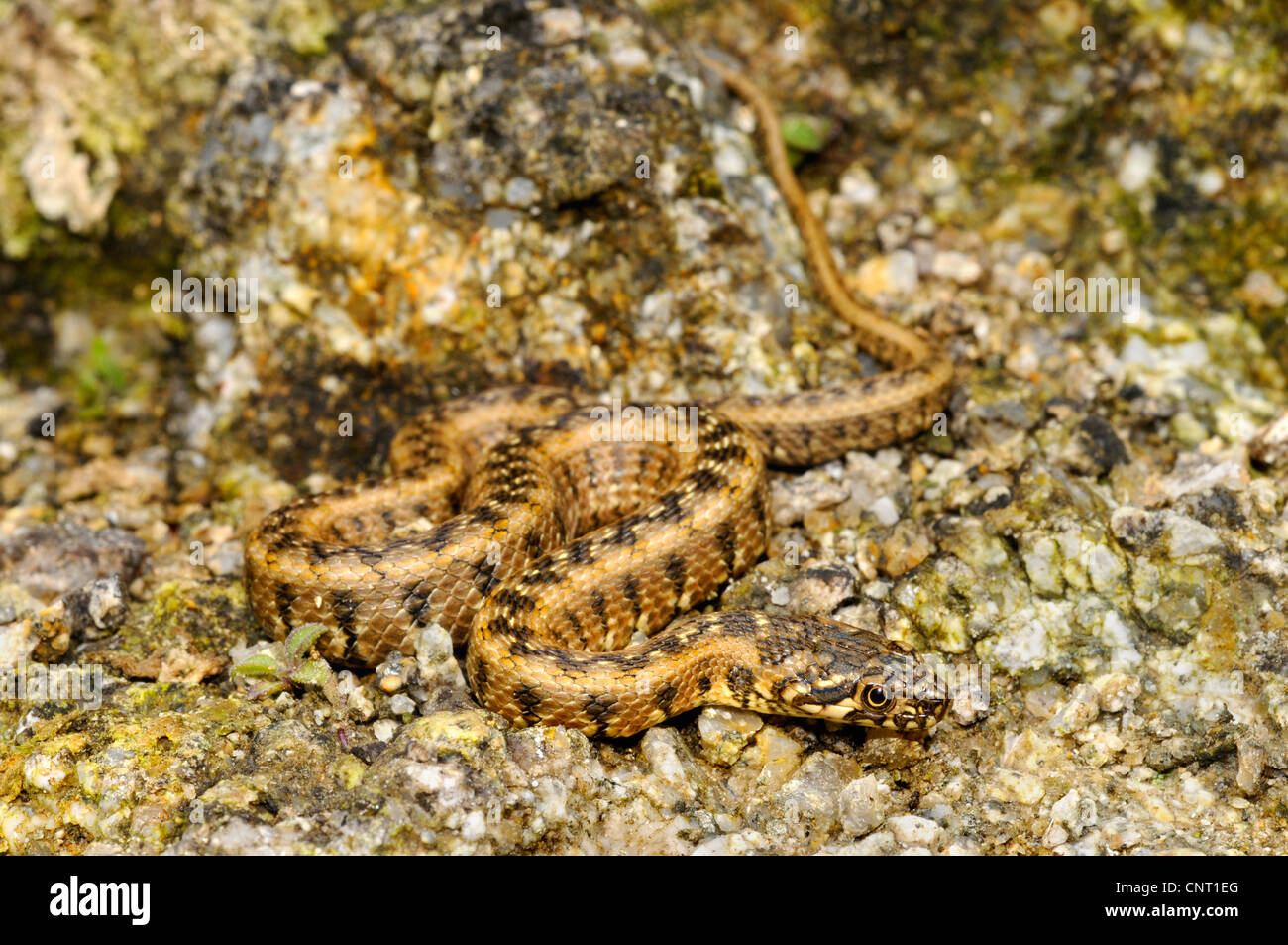 Viperine snake viperine grass Snake (Natrix maura), juvénile, l'Espagne, Katalonia Banque D'Images