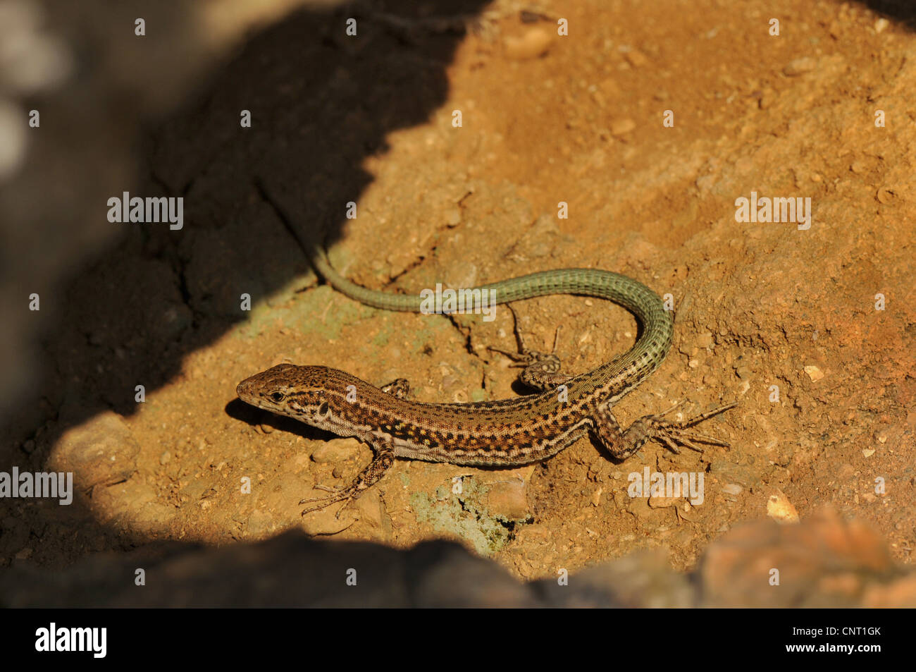 Erhard's lézard des murailles (Podarcis cretensis, Podarcis erhardii cretensis), espèce endémique sur Creta, Grèce, le Creta Banque D'Images