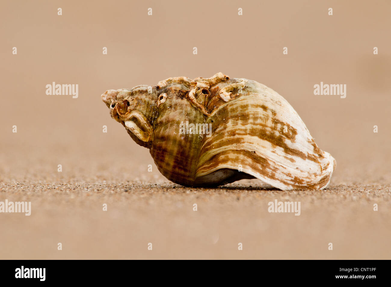 La coquille d'un buccin Buccinum undatum (commune) est posé sur une plage de sable à Titchwell, Norfolk. Février. Banque D'Images