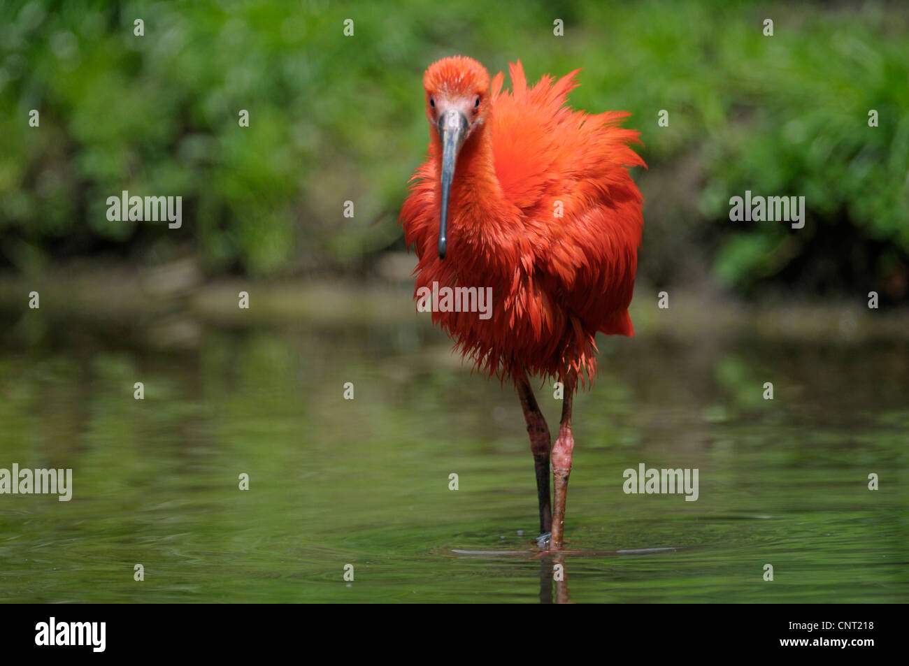 Ibis rouge (Eudocimus ruber), en eau peu profonde Banque D'Images