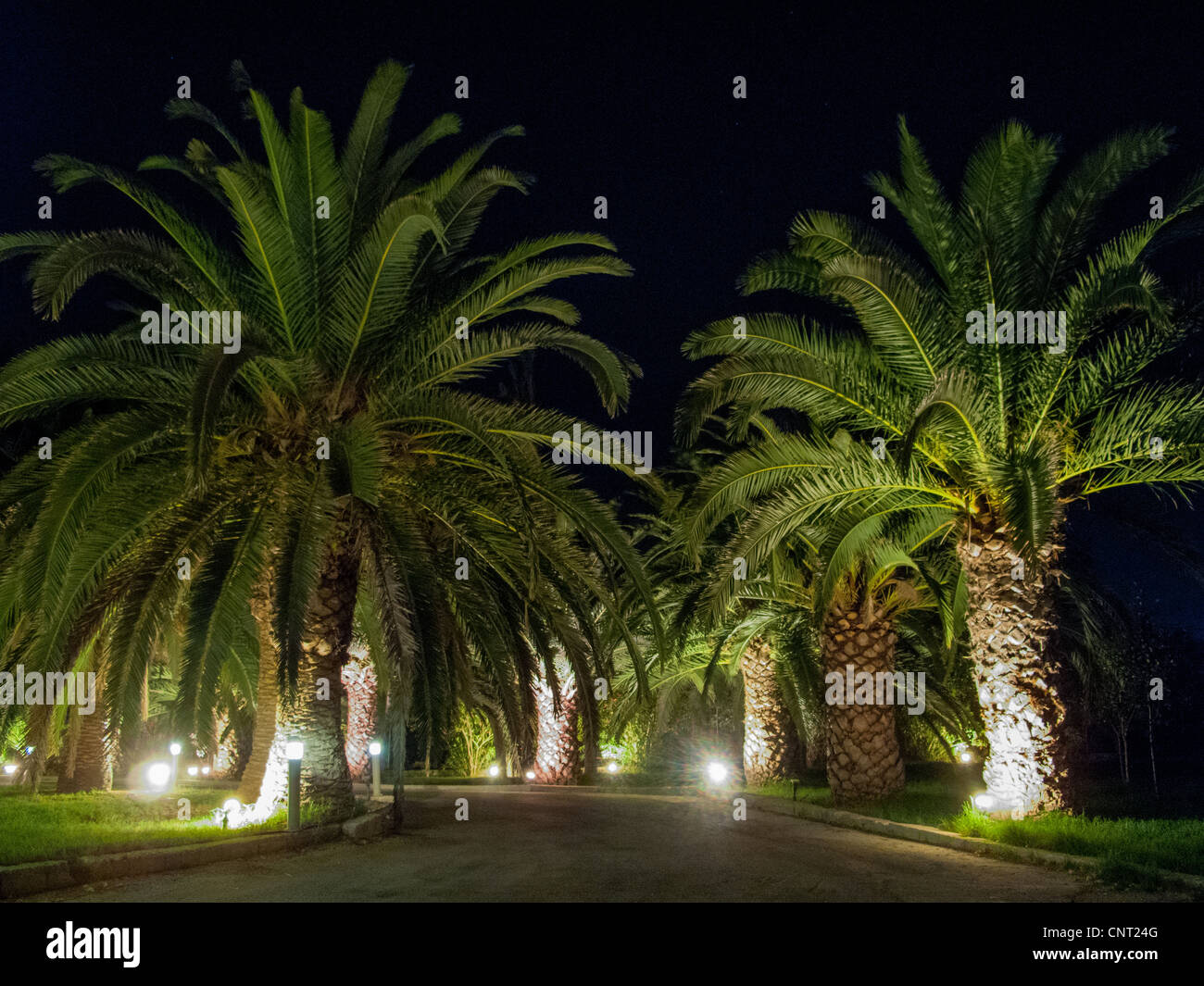 Palmiers lit up at night Banque D'Images