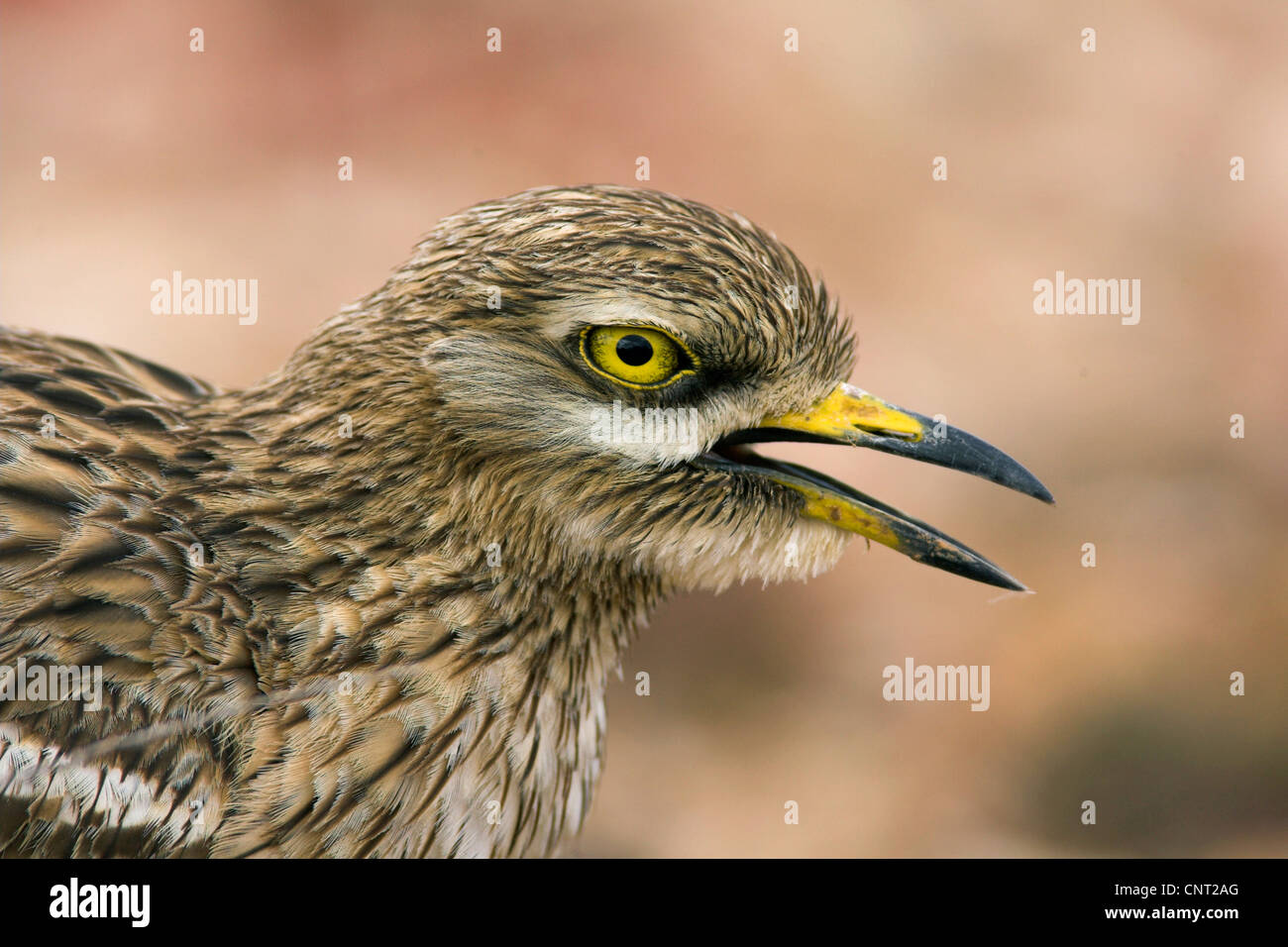 Stone-curlew (Burhinus bistriatus), portrait, Canaries, Lanzarote Banque D'Images