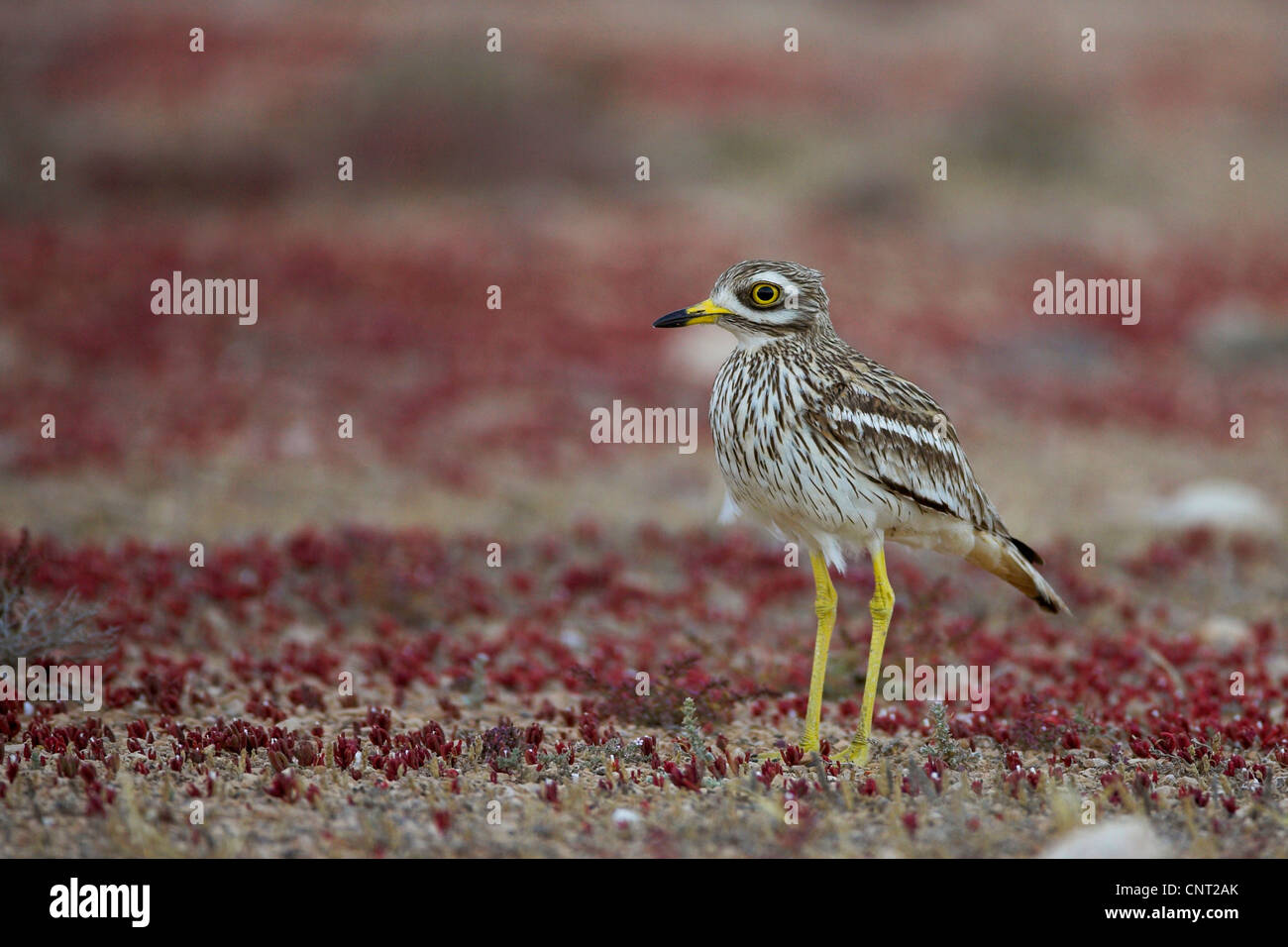 Stone-curlew (Burhinus bistriatus), personne seule, Canaries, Fuerteventura Banque D'Images
