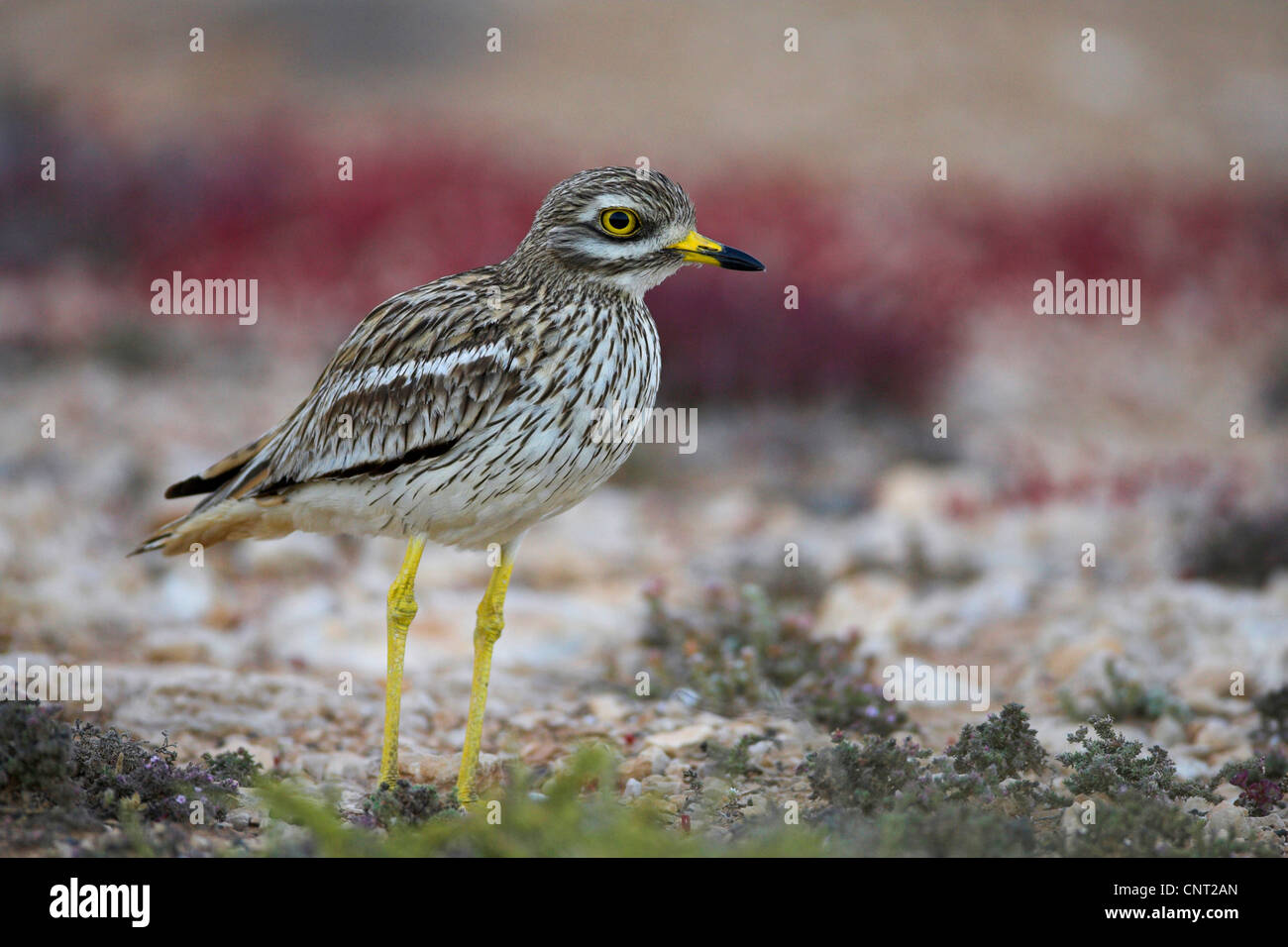 Stone-curlew (Burhinus bistriatus), personne seule, Canaries, Fuerteventura Banque D'Images