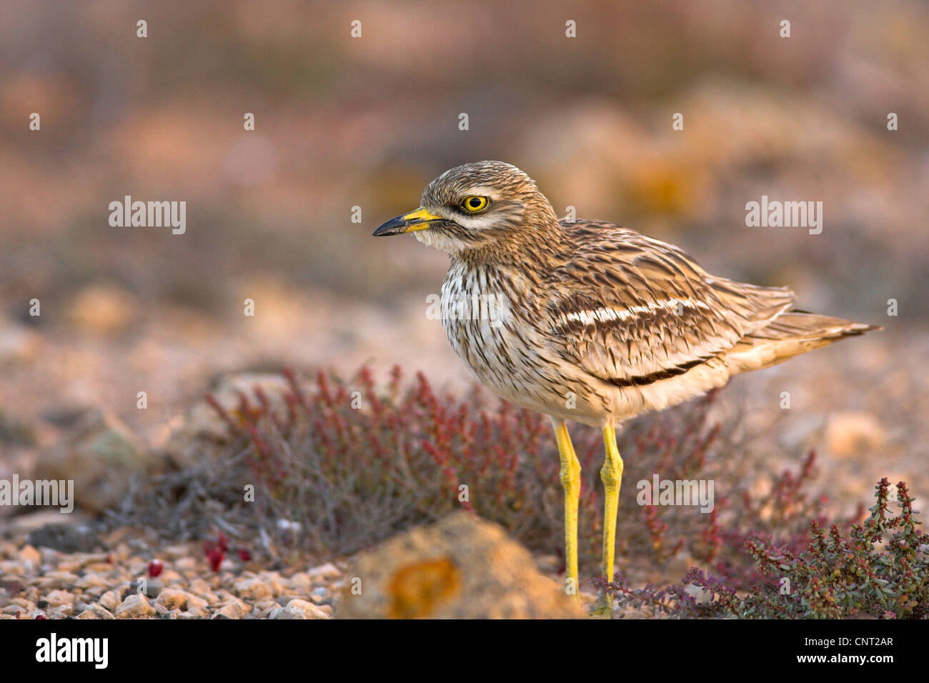 Stone-curlew (Burhinus bistriatus), personne seule, Canaries, Fuerteventura Banque D'Images