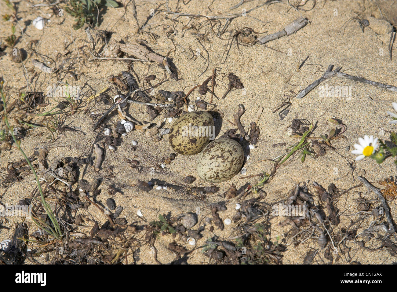 Stone-curlew (Burhinus bistriatus), nid avec des oeufs, Canaries, Lanzarote Banque D'Images