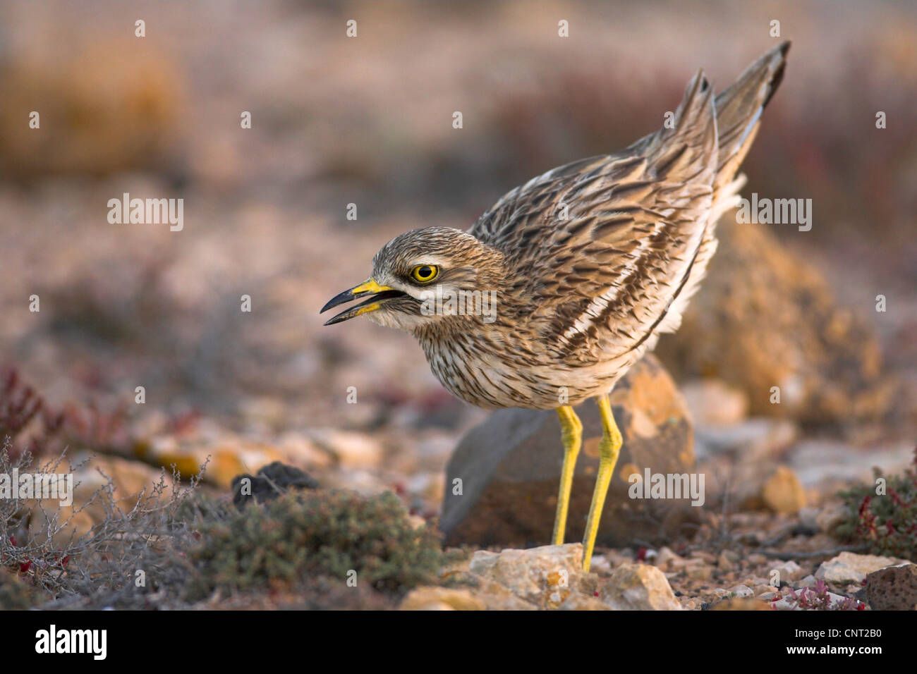 Stone-curlew (Burhinus bistriatus), appelant, Canaries, Fuerteventura Banque D'Images