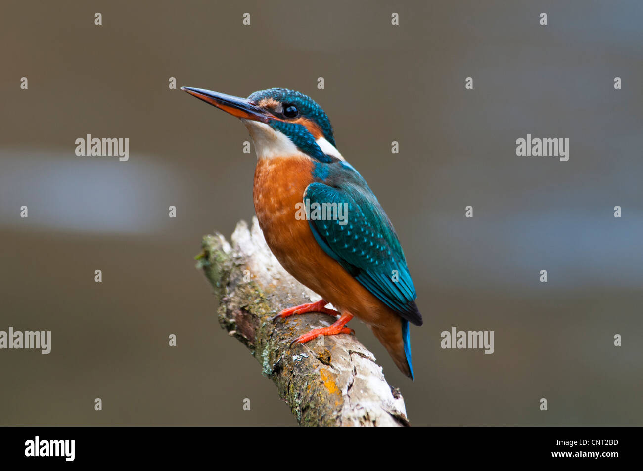 Une femelle adulte kingfisher (Alcedo atthis) sur une perche du lac par le nord de la réserve faunique à Sevenoaks, dans le Kent. Mars. Banque D'Images