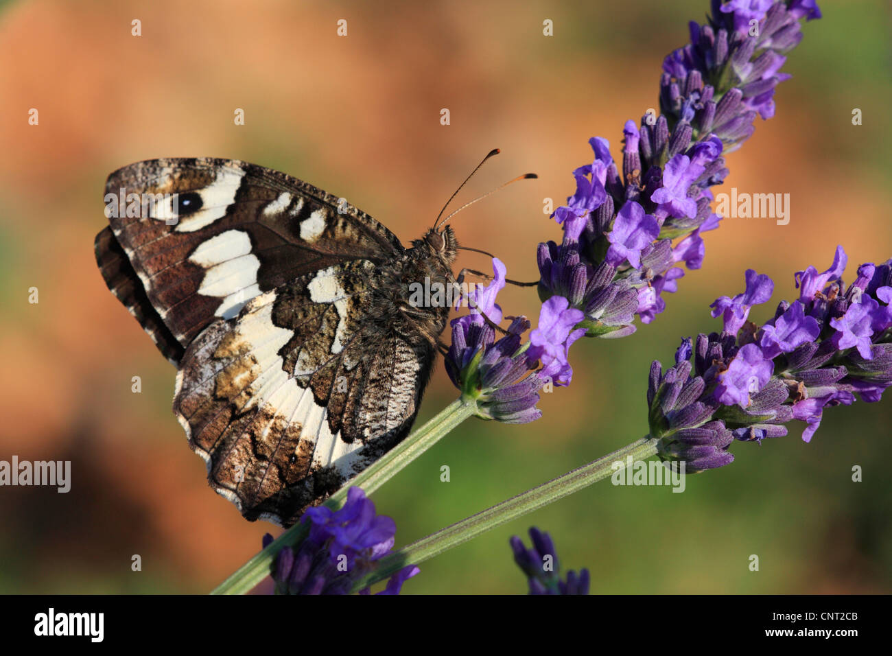 Grande ombre bagués, une nymphe de bois (Brintesia circe), sur la lavande, France, Verdon Banque D'Images