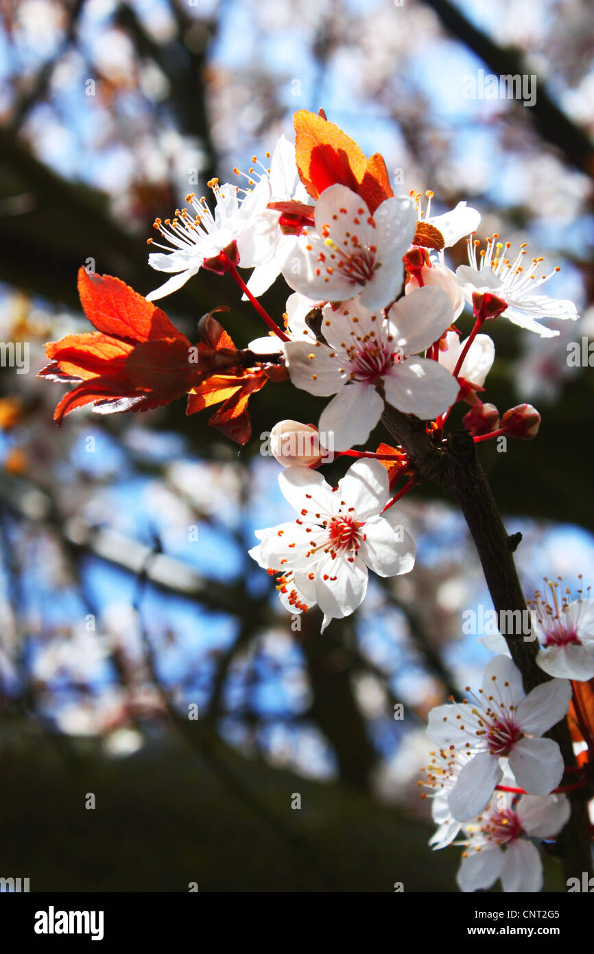 Fleur de cerisier blanc fleurs dans la saison du printemps Banque D'Images