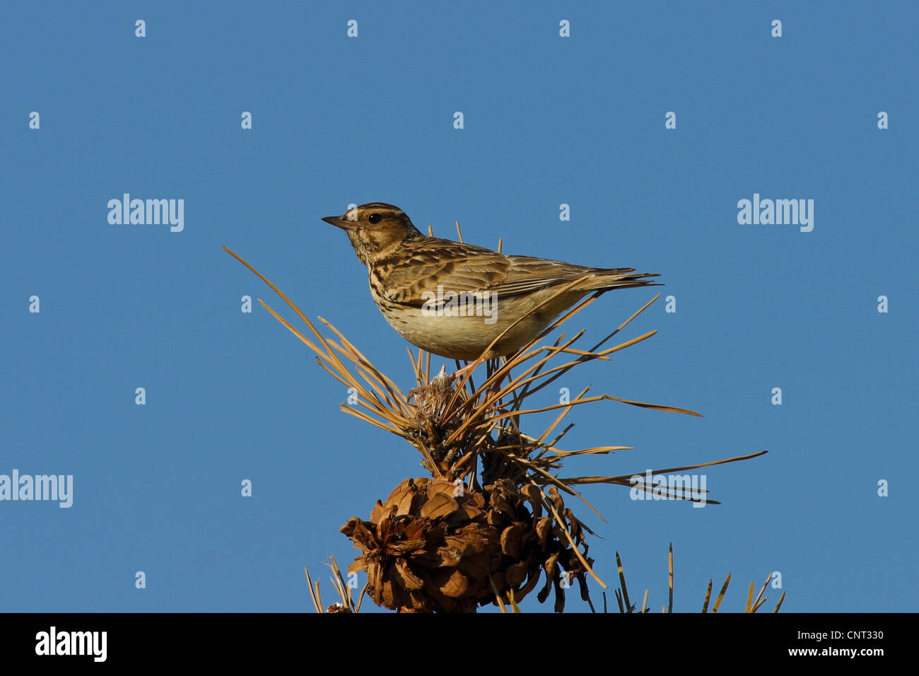 Wood lark (Lullula arborea), assis sur un pin Banque D'Images