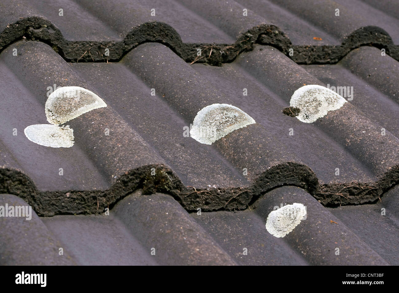 (Lichen Lecanora muralis), croissant sur les tuiles du toit Banque D'Images