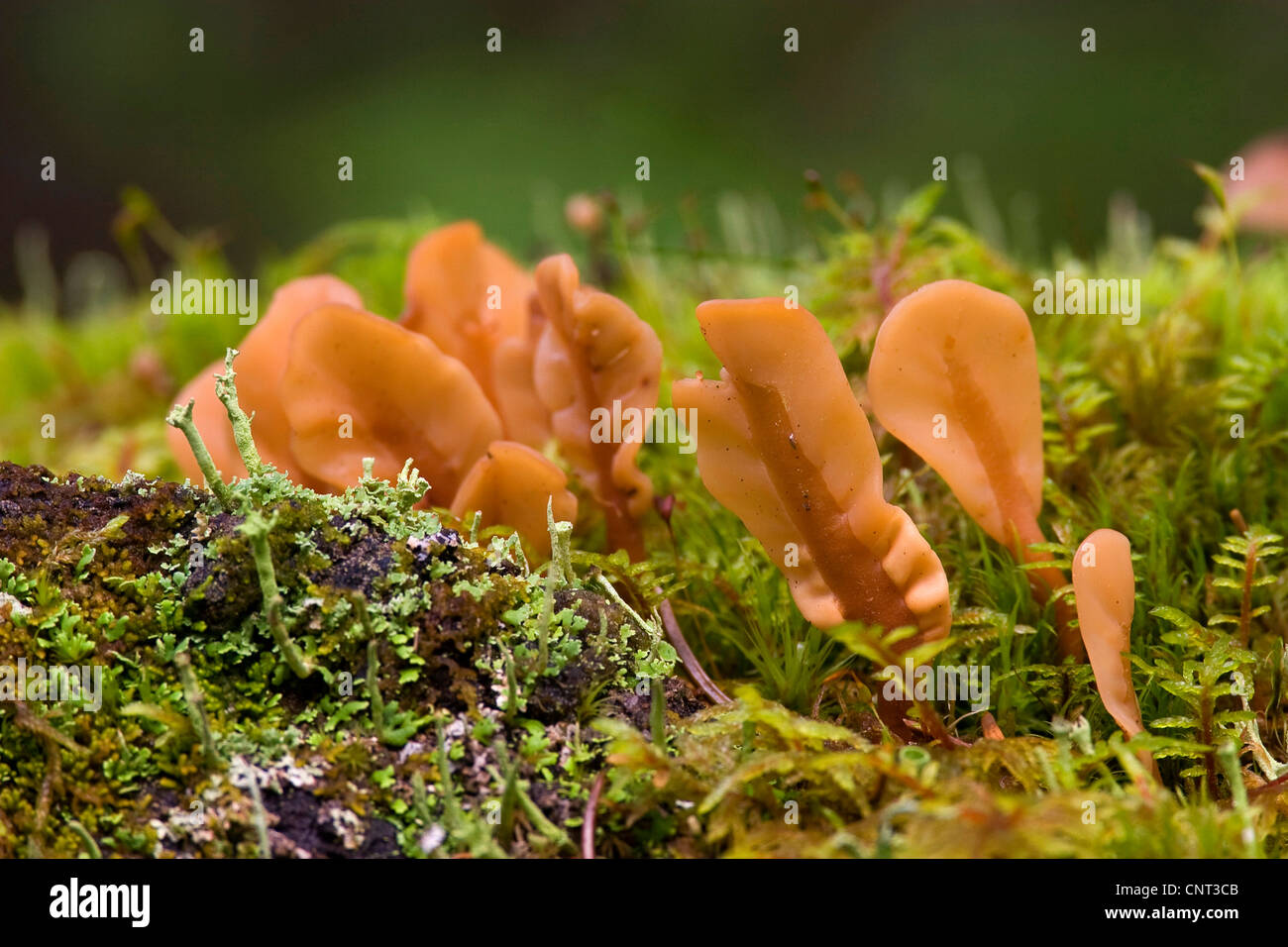 Brown ventilateur (Spathularia rufa), des organes de fructification dans une forêt, la Norvège Banque D'Images