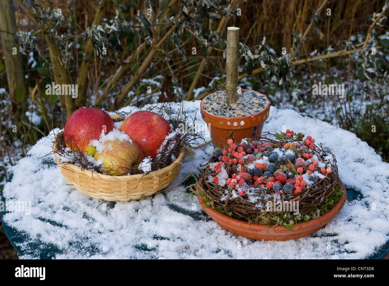 Les fruits recueillis (mountain ash-Baies, rose-hanches, apple, des baies comme l'alimentation des oiseaux en hiver Banque D'Images