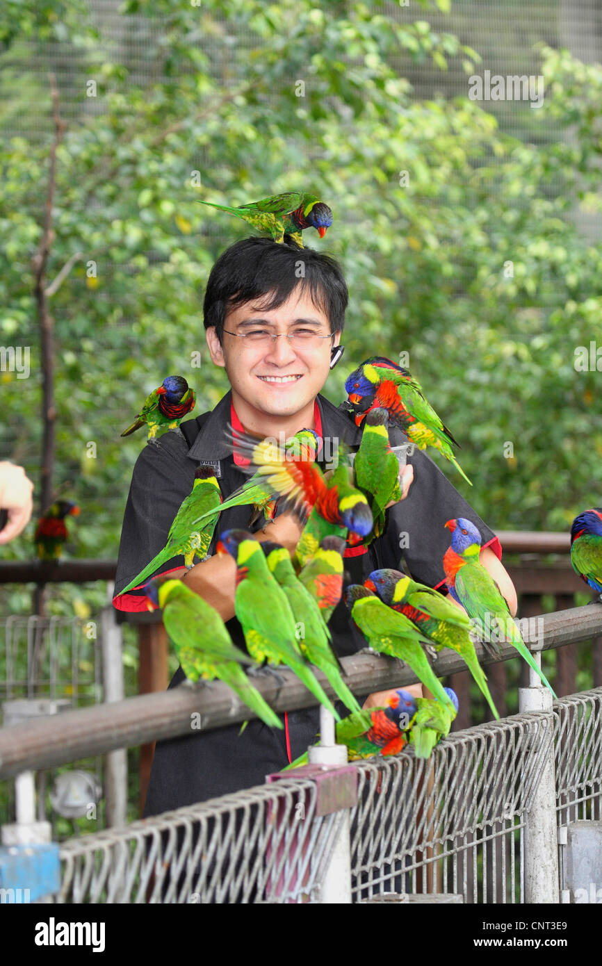 Lory arc-en-ciel (Trichoglossus haematodus), assis sur un homme, de l'Australie Banque D'Images