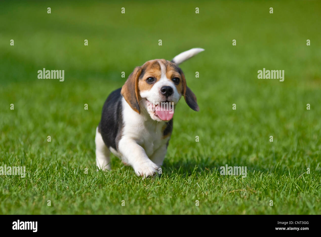 Beagle (Canis lupus f. familiaris), minet, front view Banque D'Images