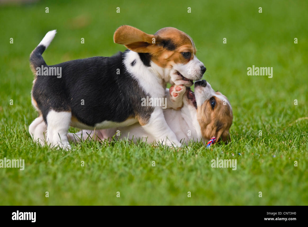 Beagle (Canis lupus f. familiaris), deux chiots tussling Banque D'Images