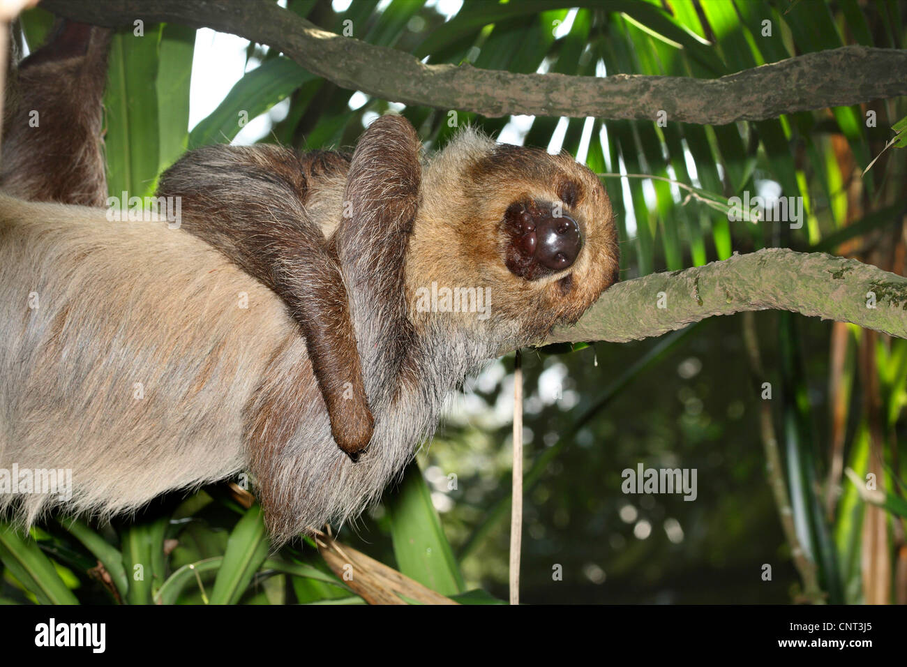 Deux Linné-toed sloth (Choloepus didactylus), s'arrête à une succursale Banque D'Images